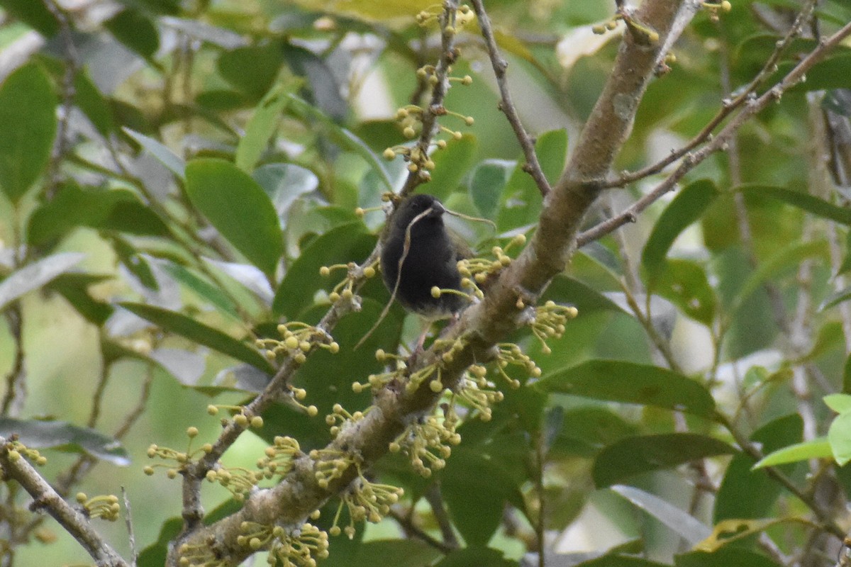 Black-faced Grassquit - John Martínez D