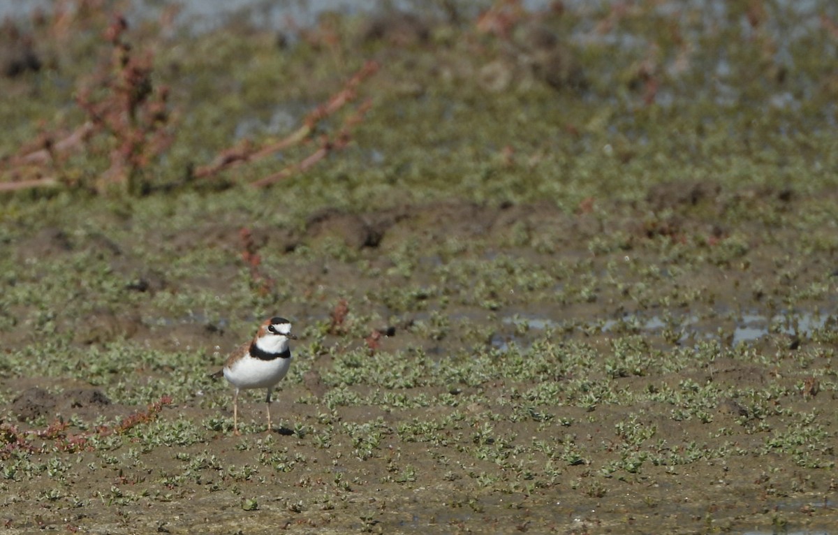 Collared Plover - ML572357241