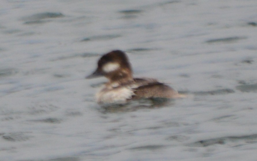 Bufflehead - ML57235791