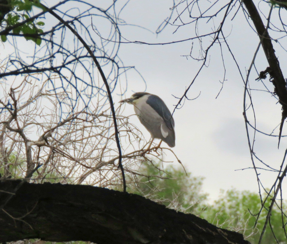 Black-crowned Night Heron - ML572358291