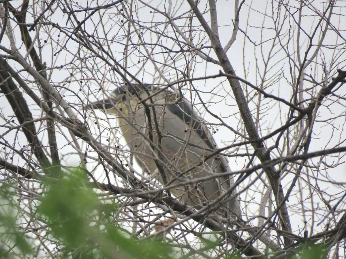 Black-crowned Night Heron - SeEtta Moss