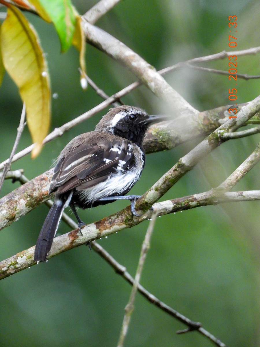 Northern/Southern White-fringed Antwren - ML572358531