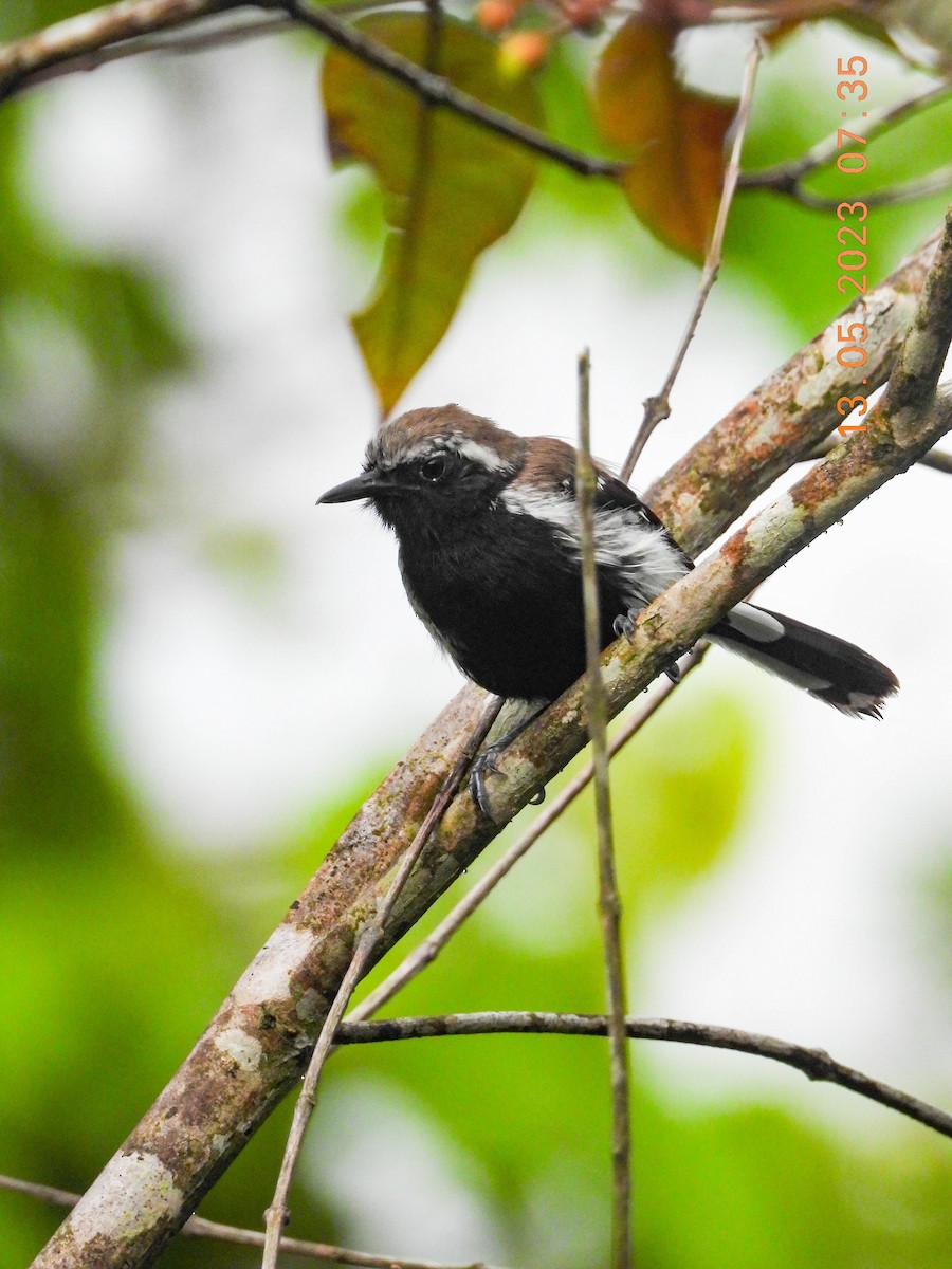 Northern/Southern White-fringed Antwren - ML572358541