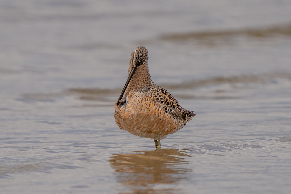 Long-billed Dowitcher - ML572359361