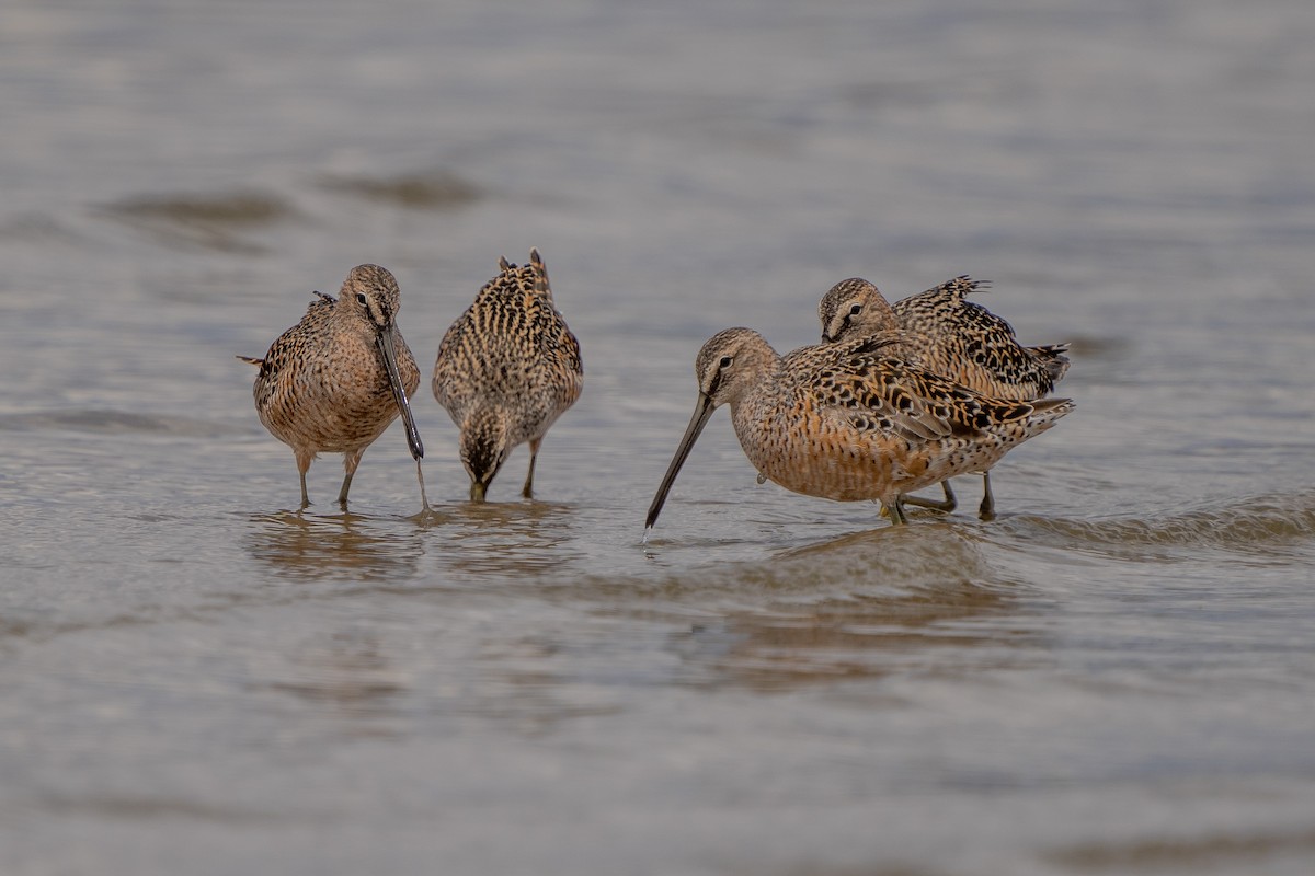 Long-billed Dowitcher - ML572359371