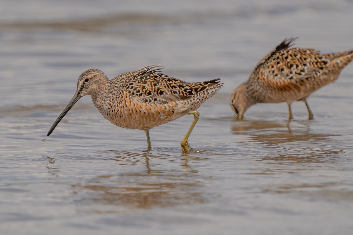 Long-billed Dowitcher - ML572359381
