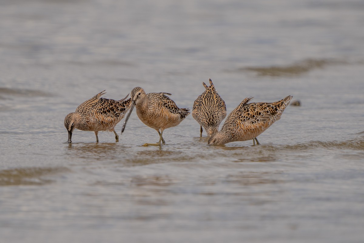 Long-billed Dowitcher - ML572359391