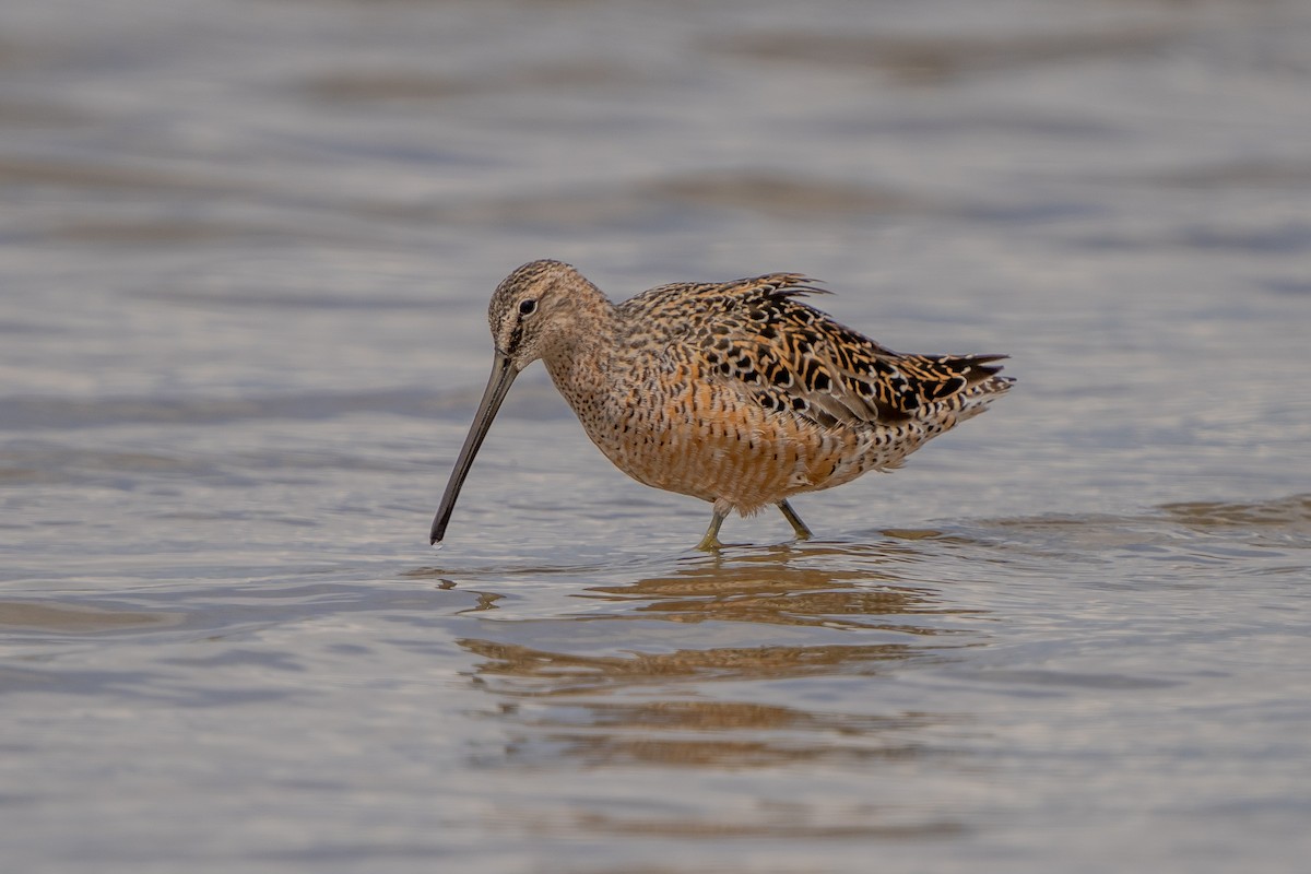 Long-billed Dowitcher - ML572359461