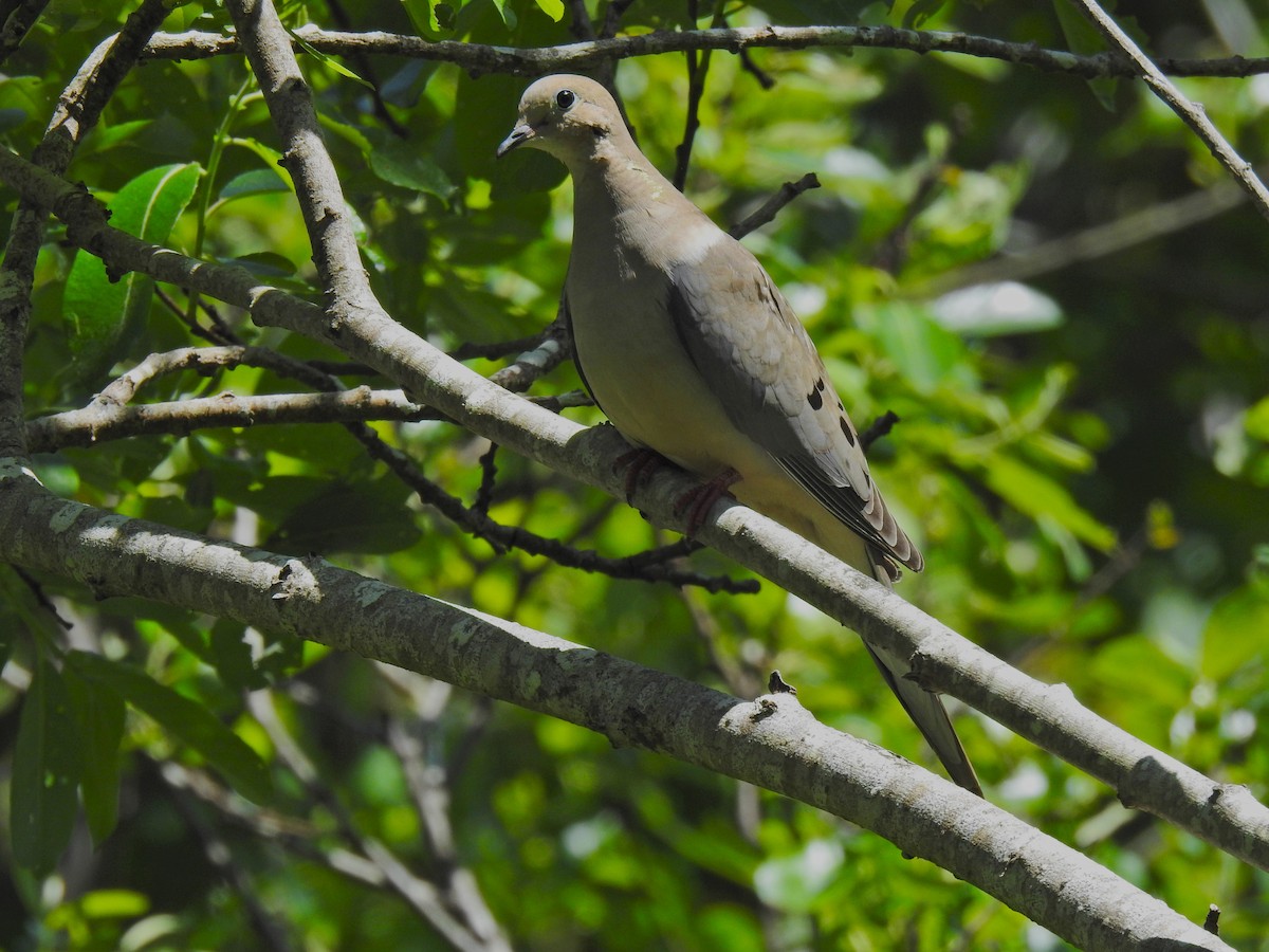 Mourning Dove - Nic Abler