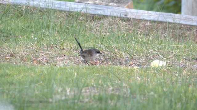 Red-winged Fairywren - ML572360031