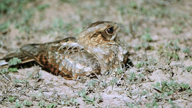 Indian Nightjar - ML572360061