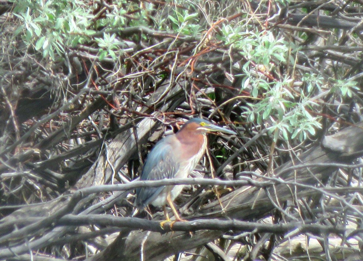 Green Heron - ML572361481