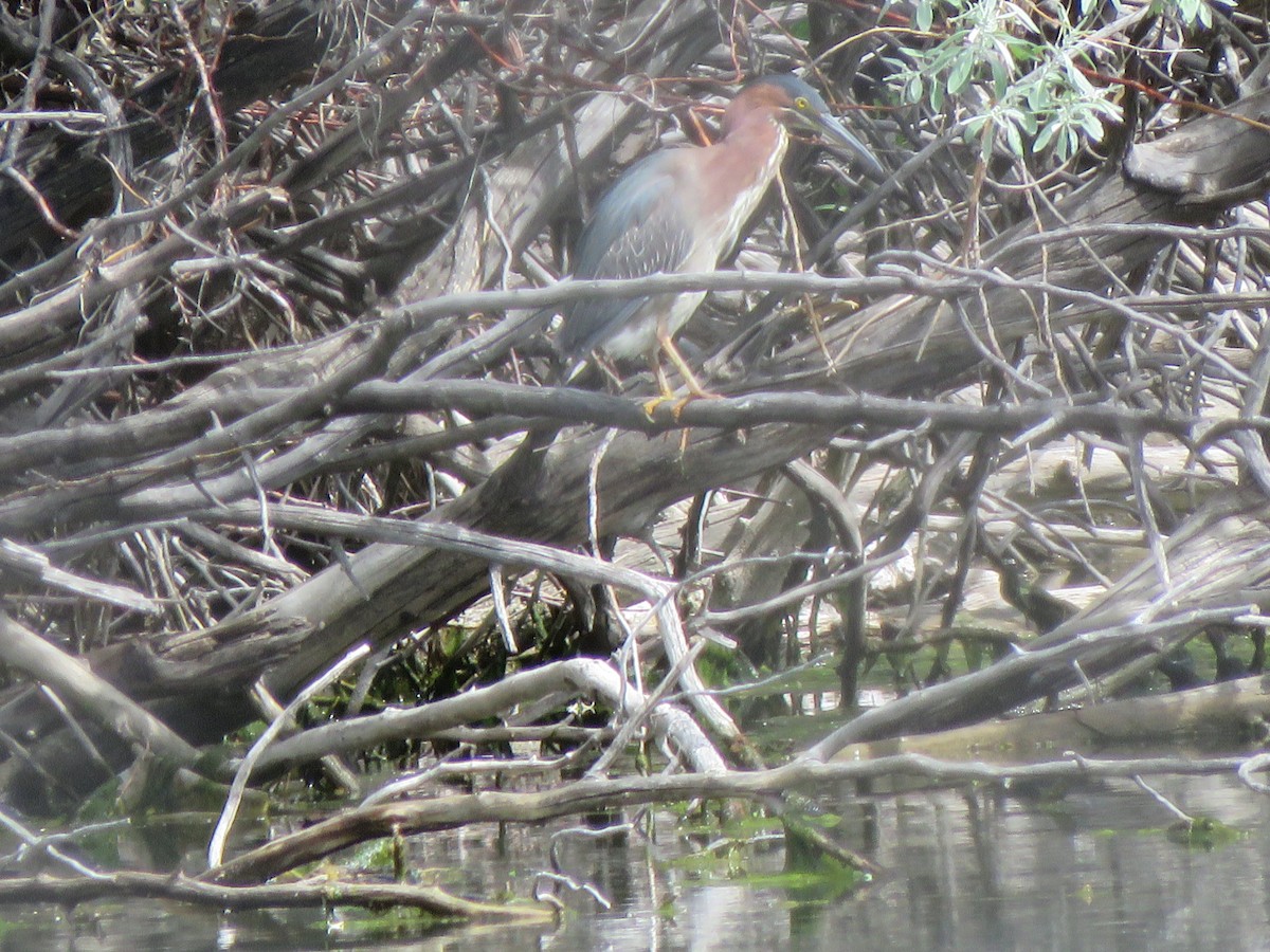 Green Heron - ML572361491