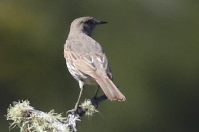 Sage Thrasher - ML572361631