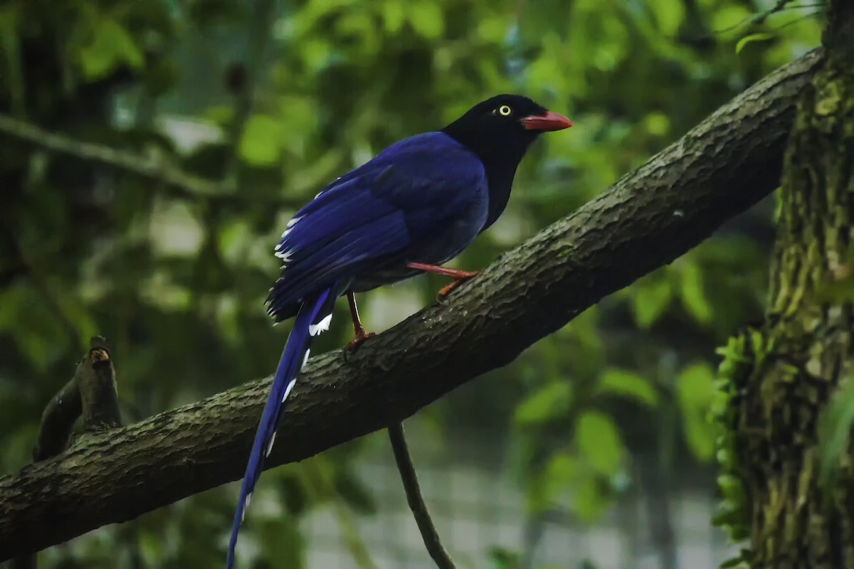 Taiwan Blue-Magpie - tukung lin