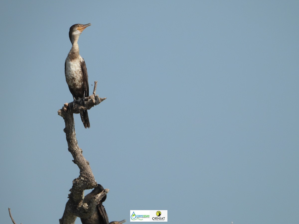 Neotropic Cormorant - ML572363101