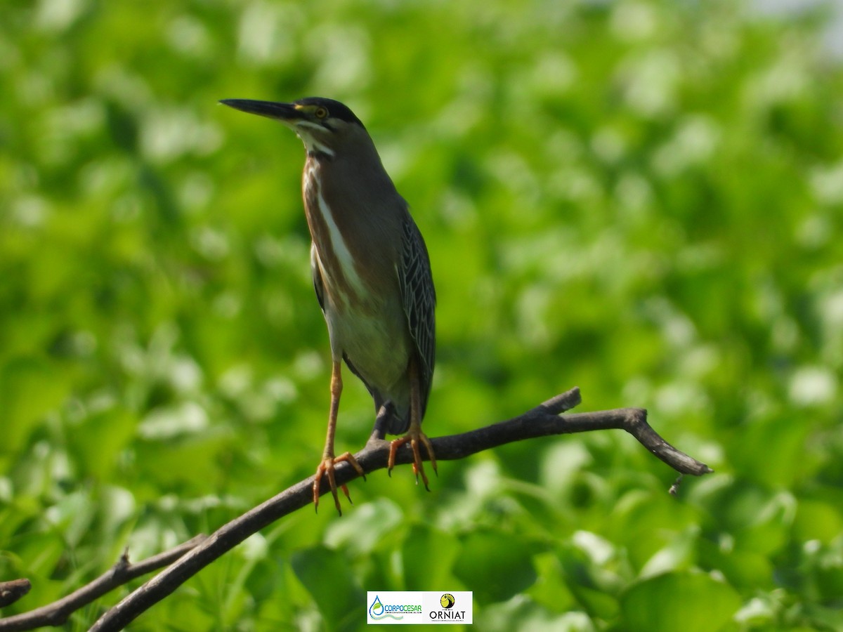 Striated Heron - ML572365351