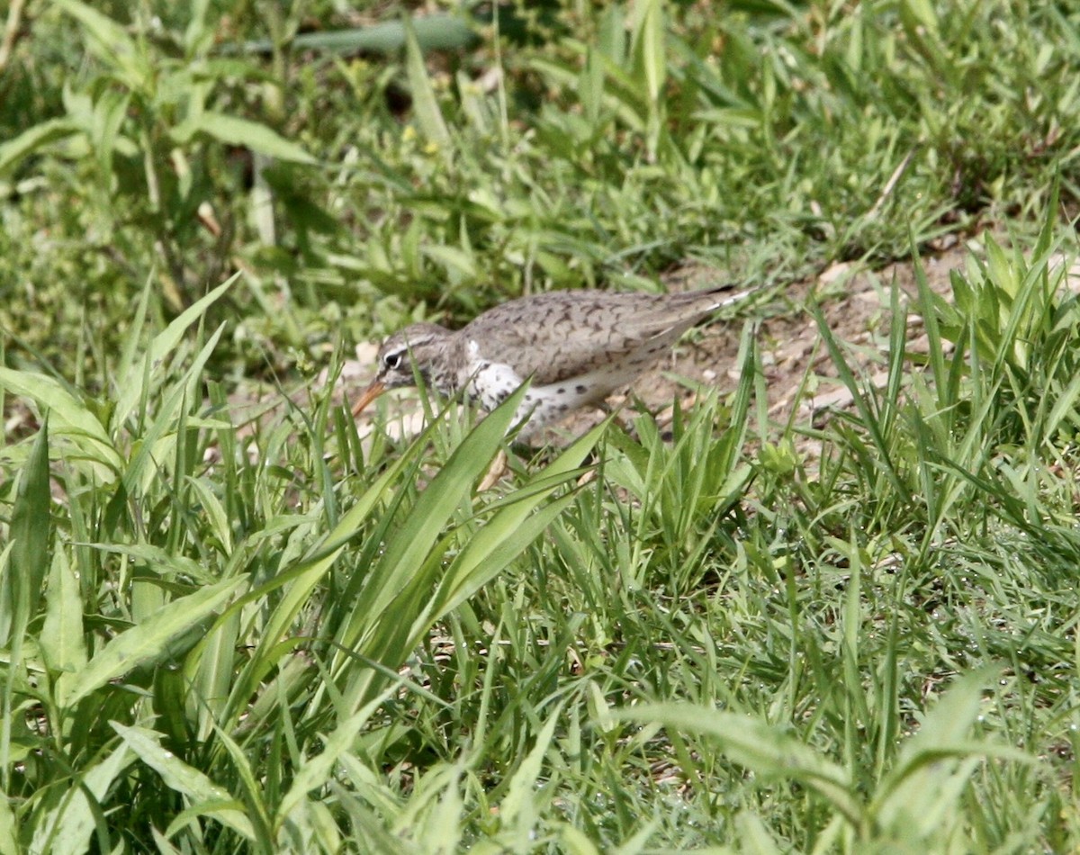 Spotted Sandpiper - ML572367091