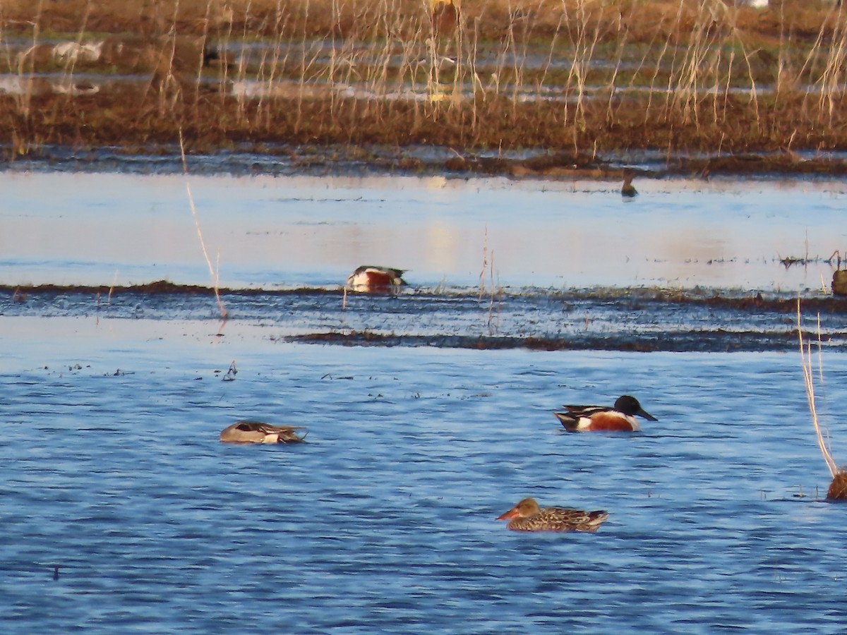 Northern Shoveler - Laura Burke