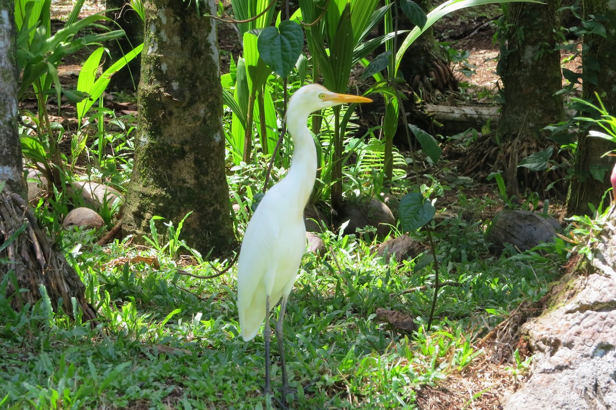 Eastern Cattle Egret - ML572367881