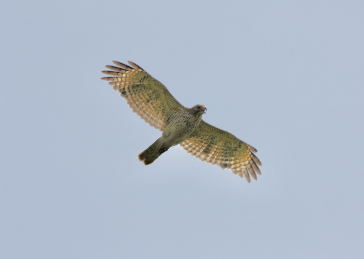 Red-shouldered Hawk - John "Jay" Walko