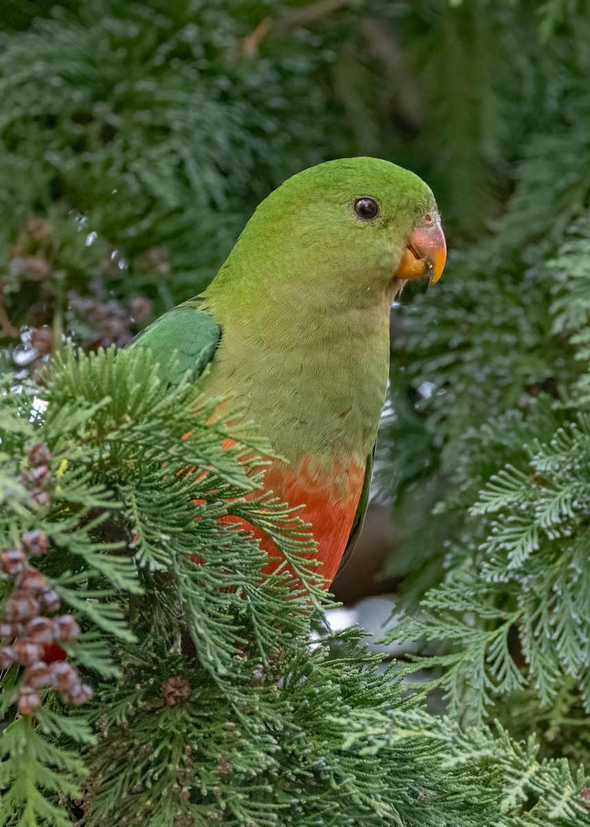 Avustralya Kral Papağanı - ML572367971