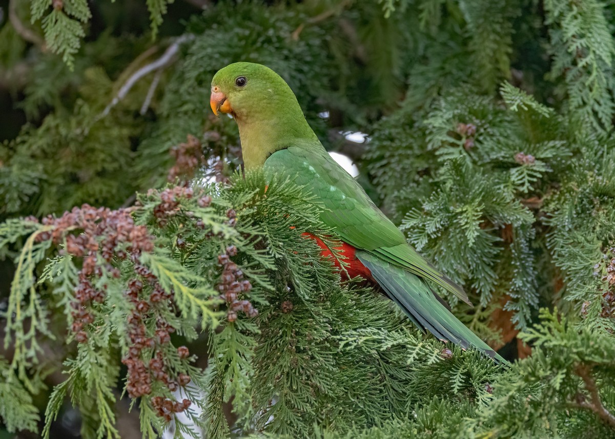 Avustralya Kral Papağanı - ML572368011