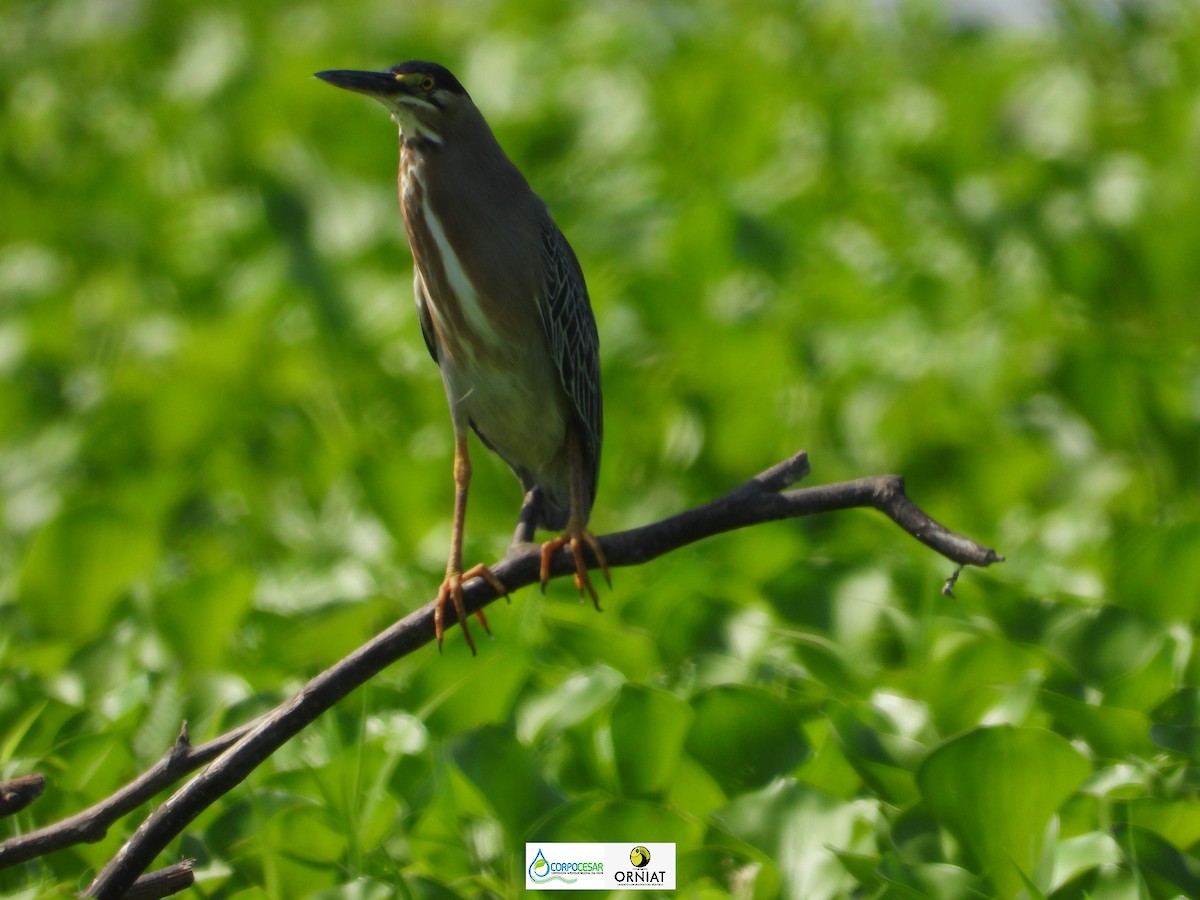 Striated Heron - ML572368691