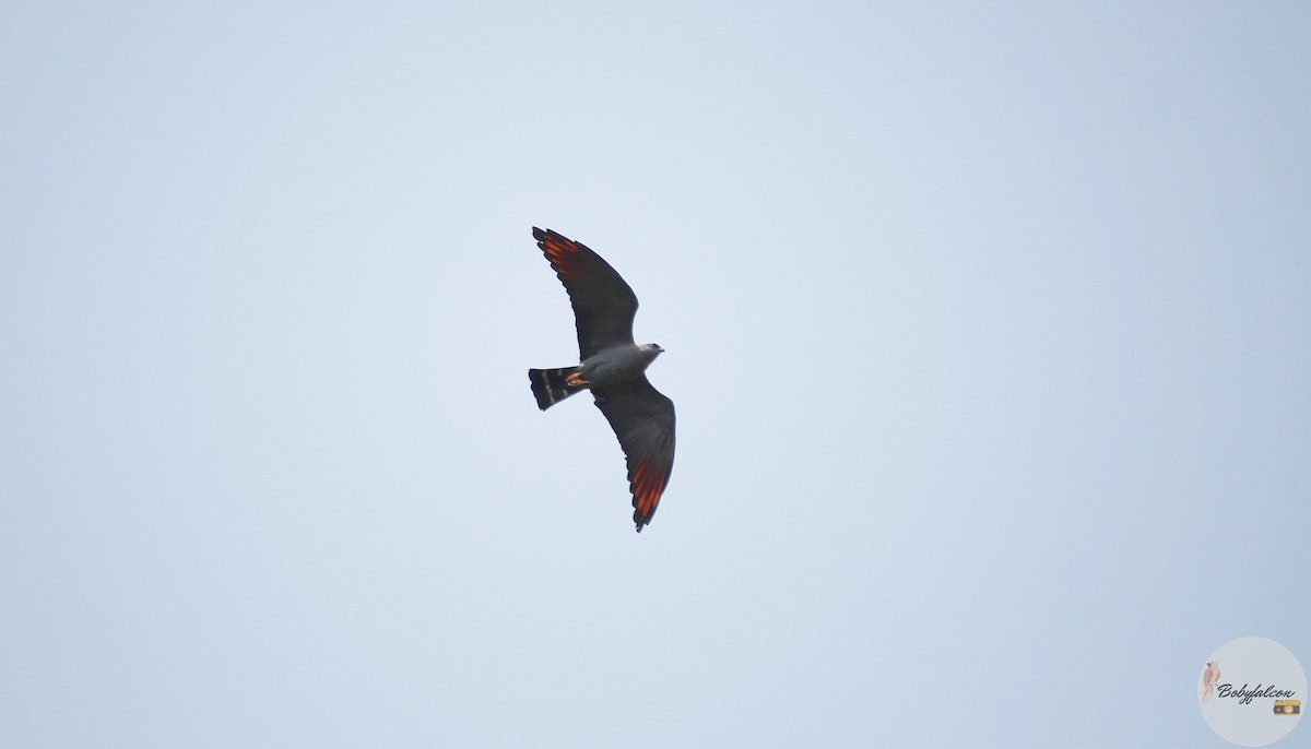 Plumbeous Kite - ML572369111