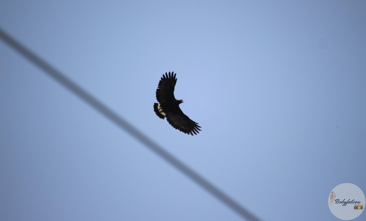 Common Black Hawk - ML572369141