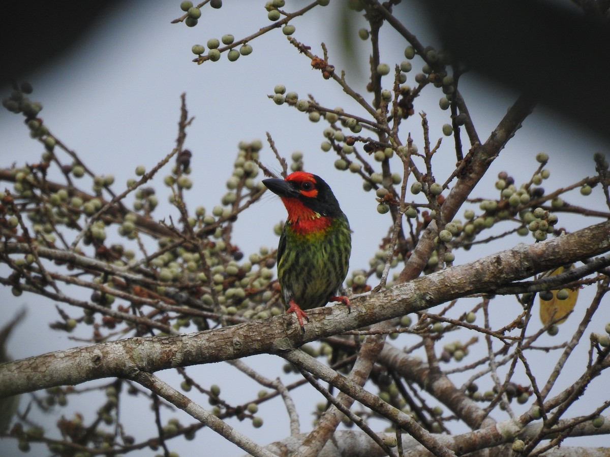 Al Göğüslü Barbet - ML572369221