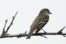 Alder Flycatcher - Paul Pearson