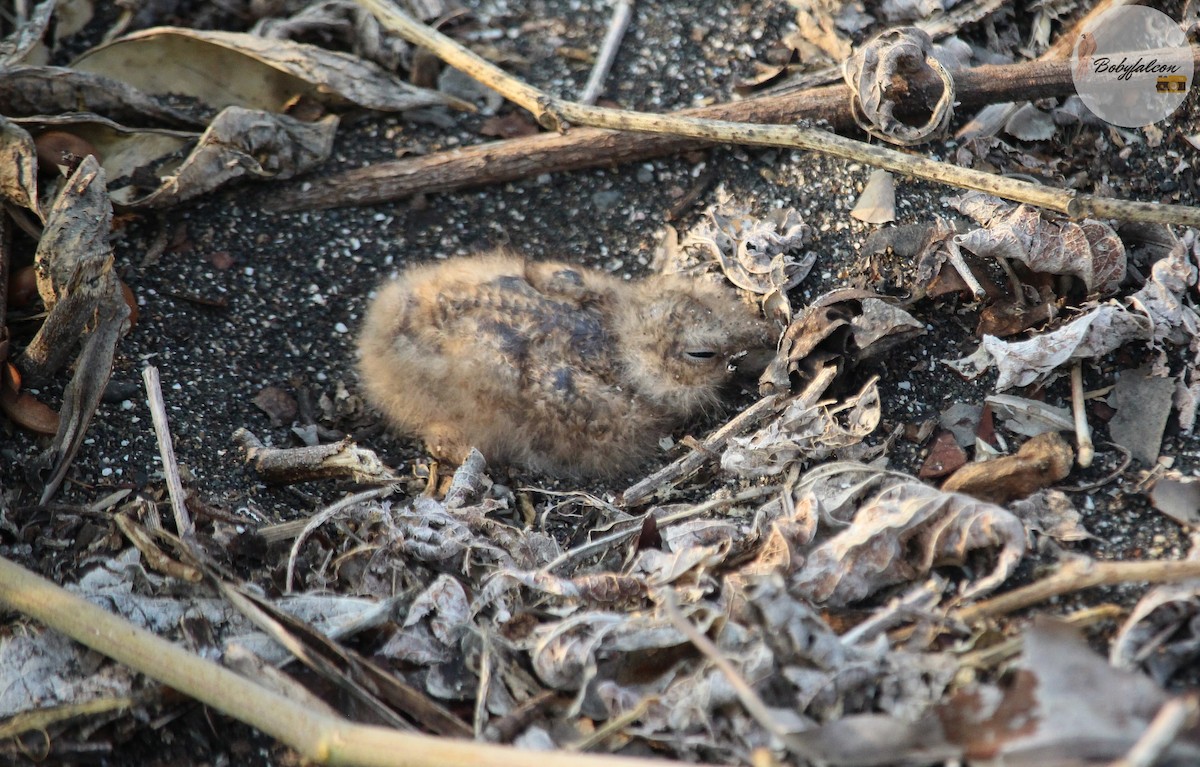 Common Pauraque - ML572369461