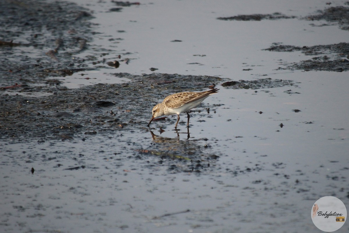 Gambecchio dell'Alaska - ML572369481