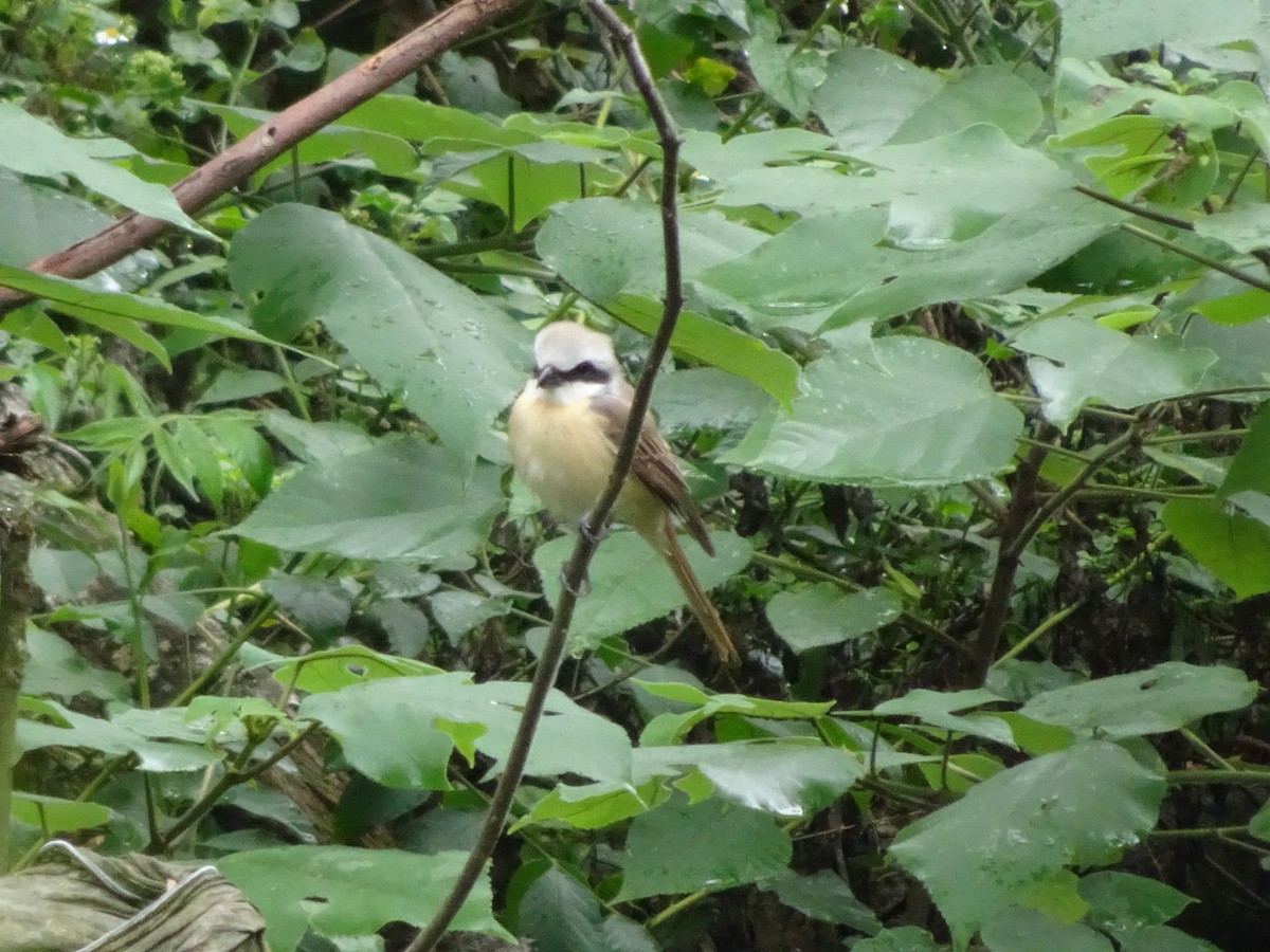 Brown Shrike - ML572369491