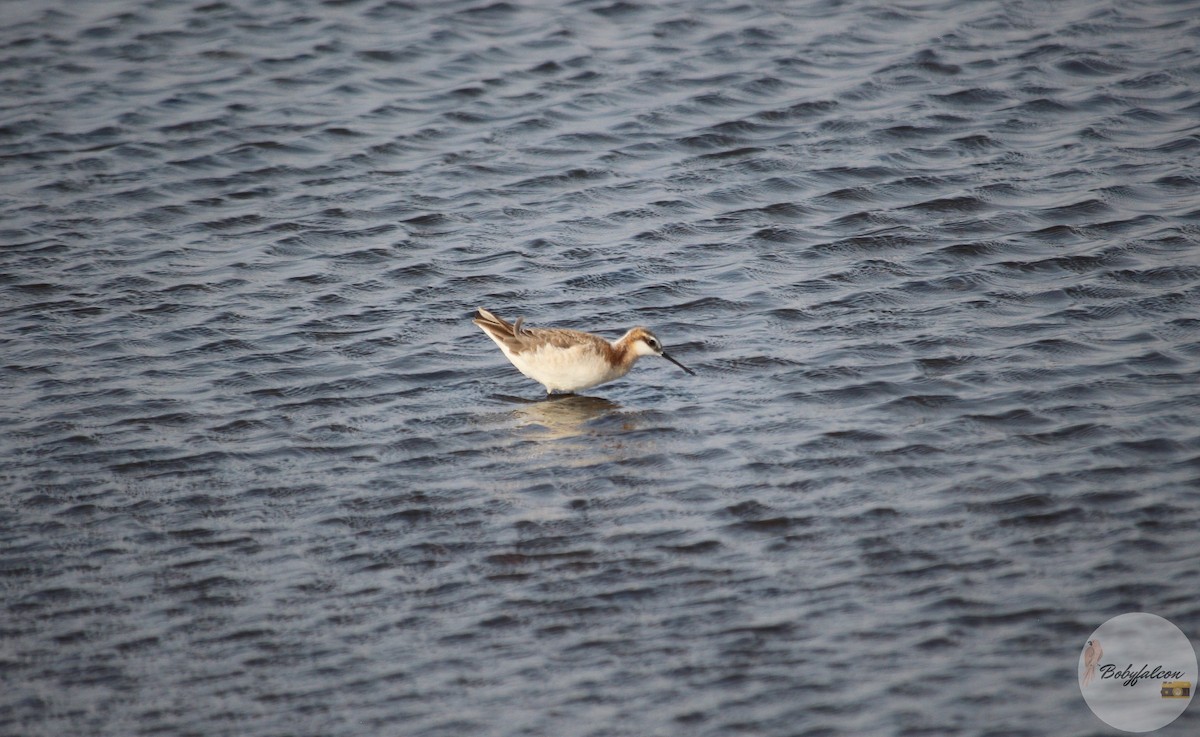 Falaropo di Wilson - ML572369551