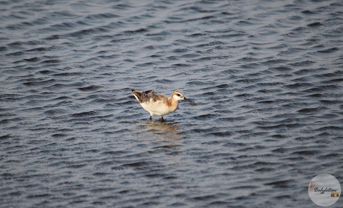 Falaropo di Wilson - ML572369561