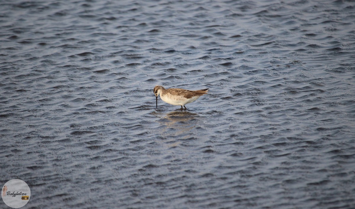 Falaropo di Wilson - ML572369571