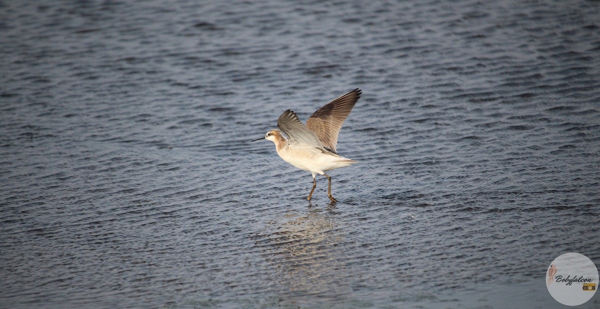 Falaropo di Wilson - ML572369581