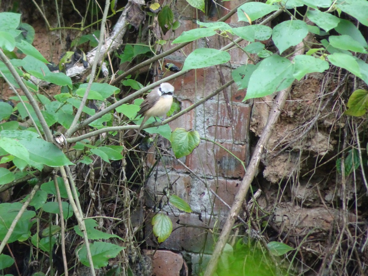 Brown Shrike - Merganser Man