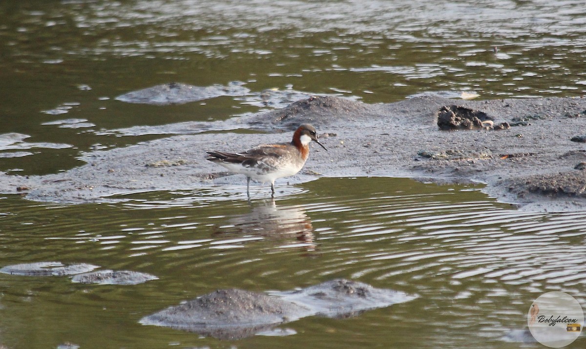 Falaropo beccosottile - ML572369711