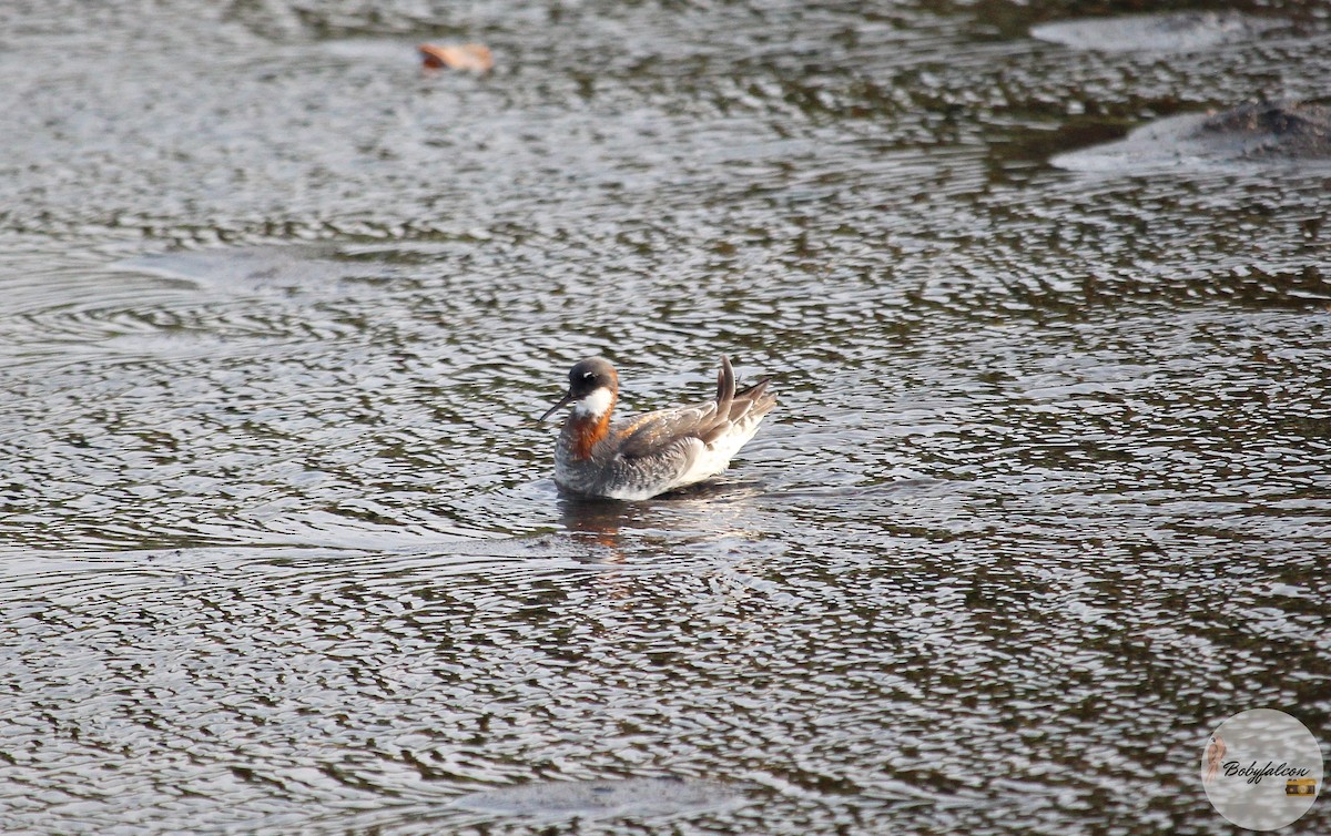 Falaropo beccosottile - ML572369721