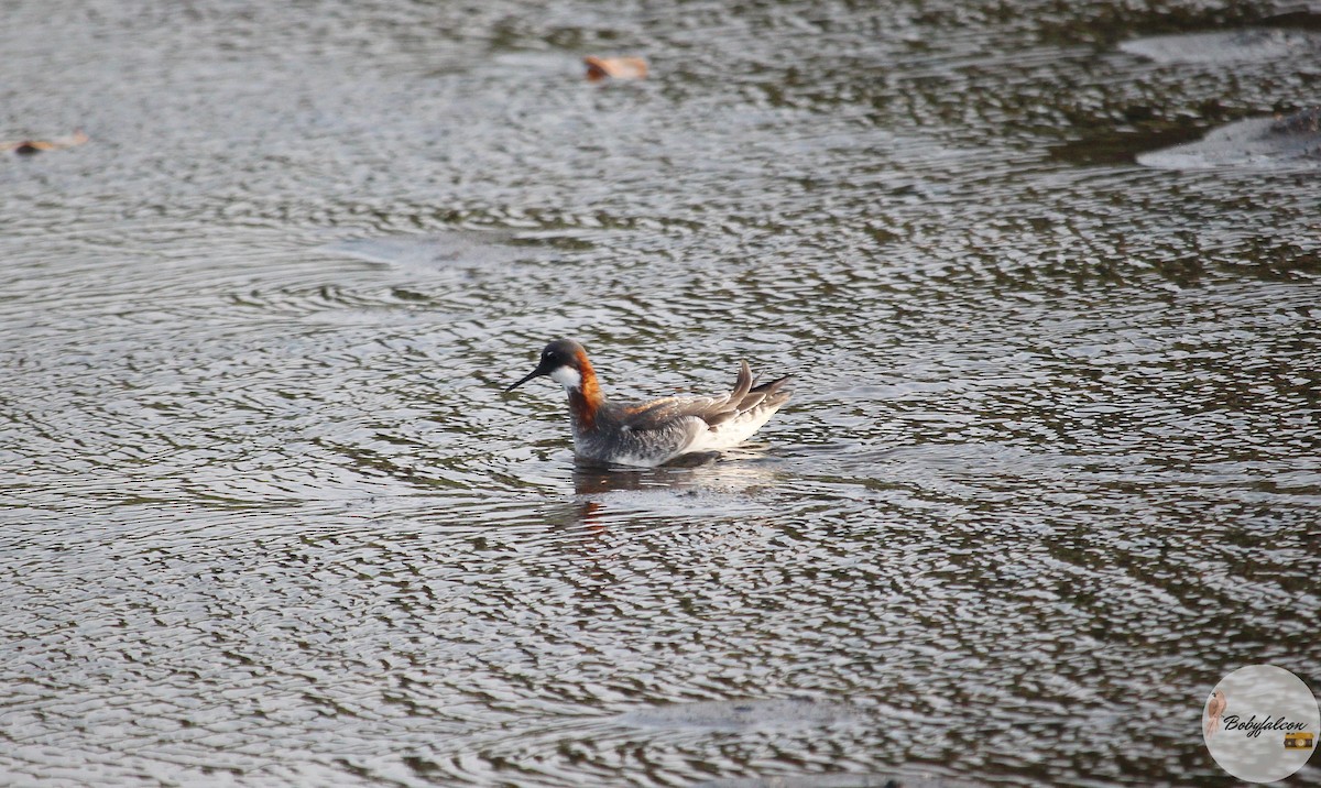 Falaropo beccosottile - ML572369731