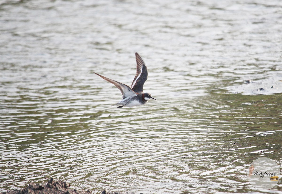 Falaropo beccosottile - ML572369741