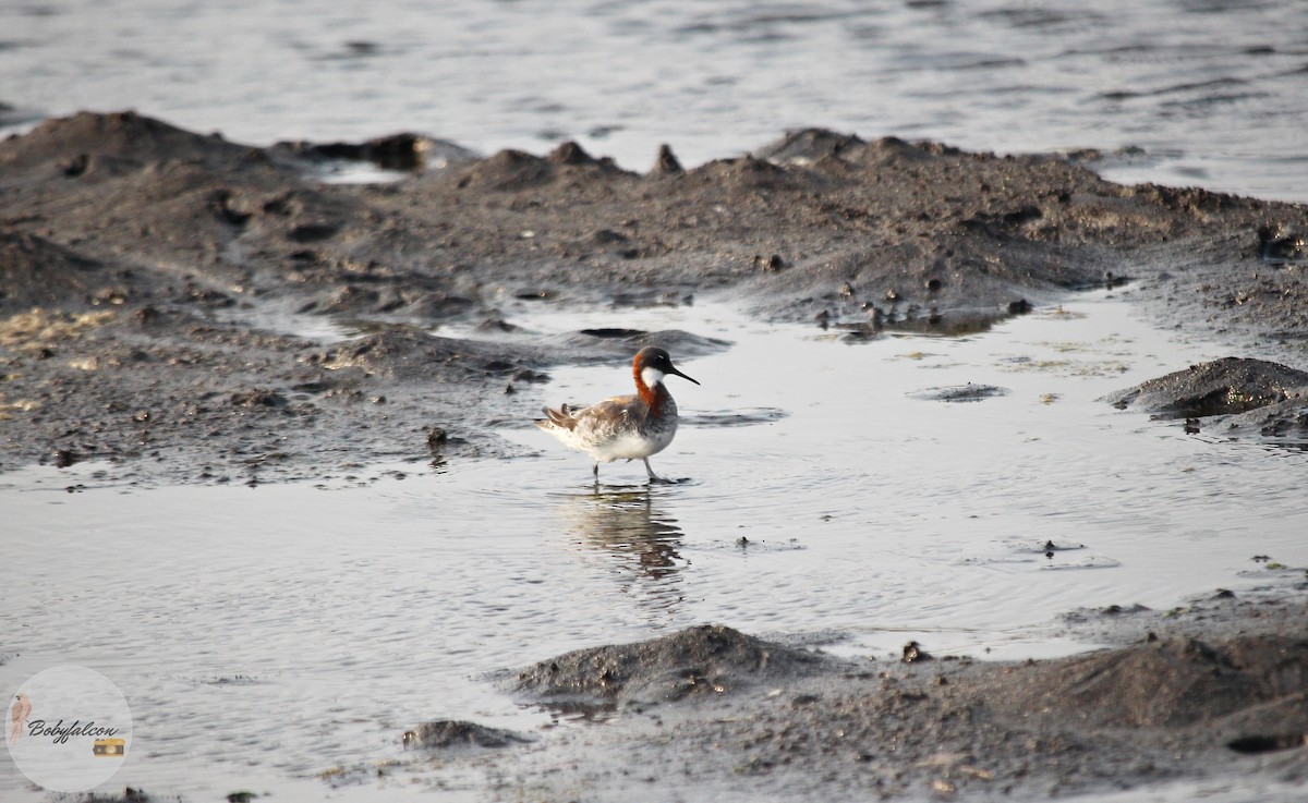 Falaropo beccosottile - ML572369751