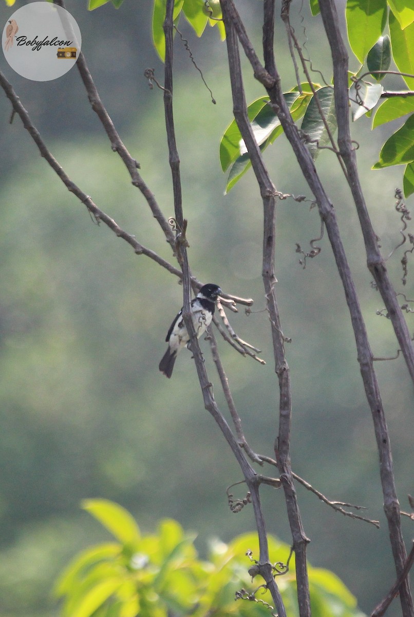 Morelet's Seedeater - ML572370311