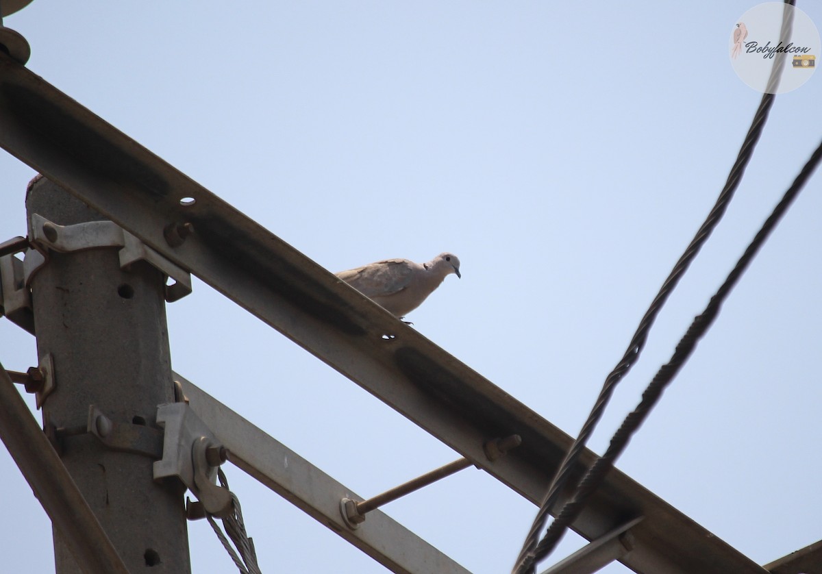 Tortora dal collare - ML572370381