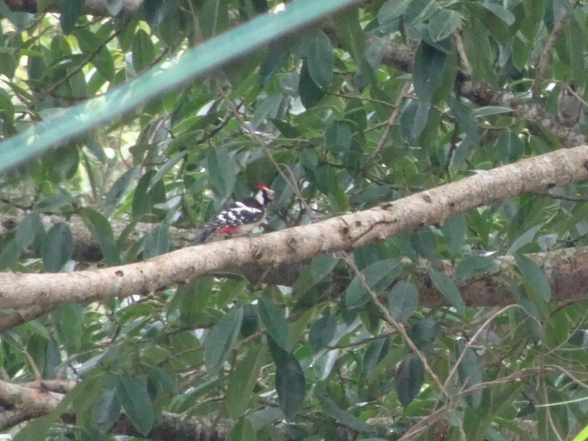 Great Spotted Woodpecker - ML572370431