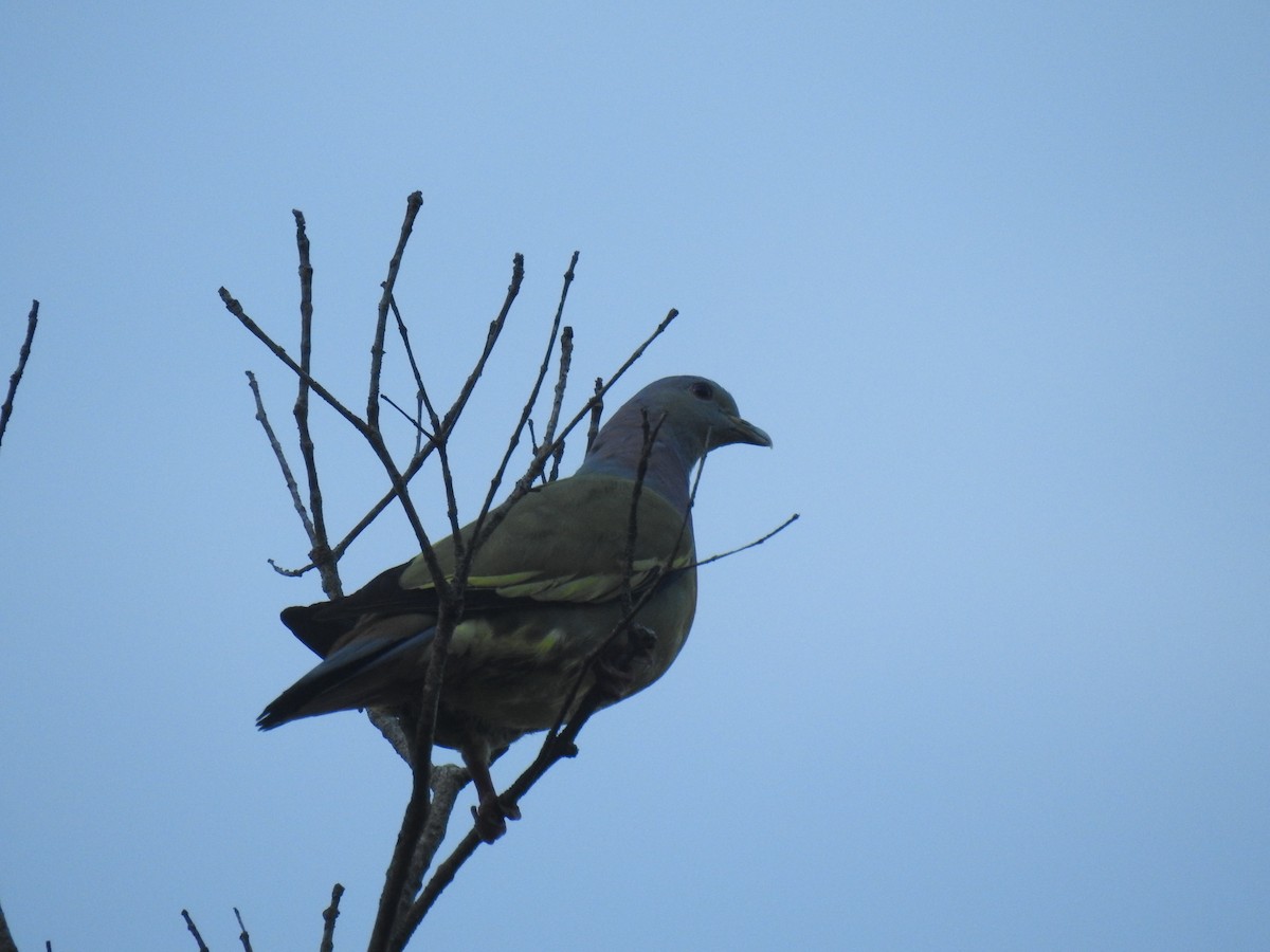 Pink-necked Green-Pigeon - ML572370751