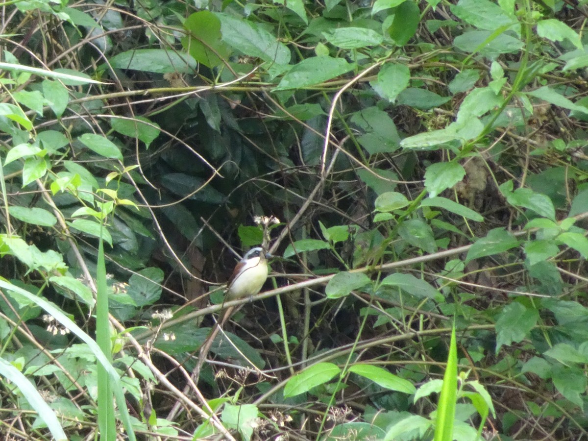 Burmese Shrike - ML572370931